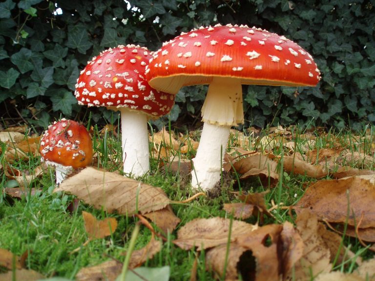 Food safety in mushroom farming