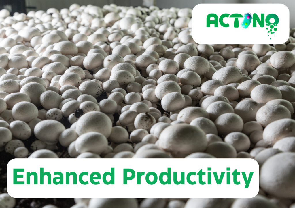 ACTINO Biosupplement enhances the productivity of your produce